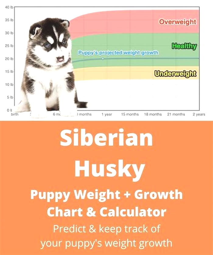 Why is my Husky not losing weight?