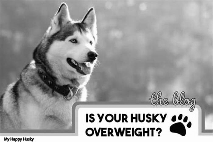 Why is my Husky so big?