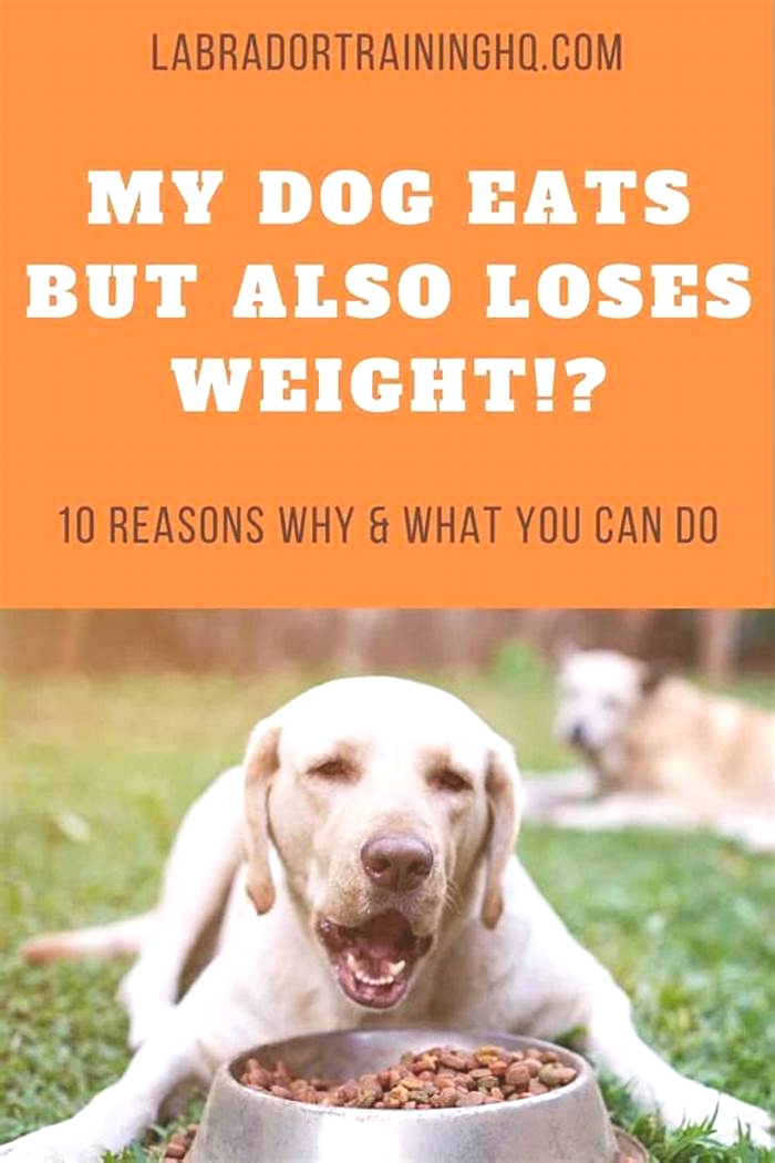 Why is my dog losing weight but still eating a lot