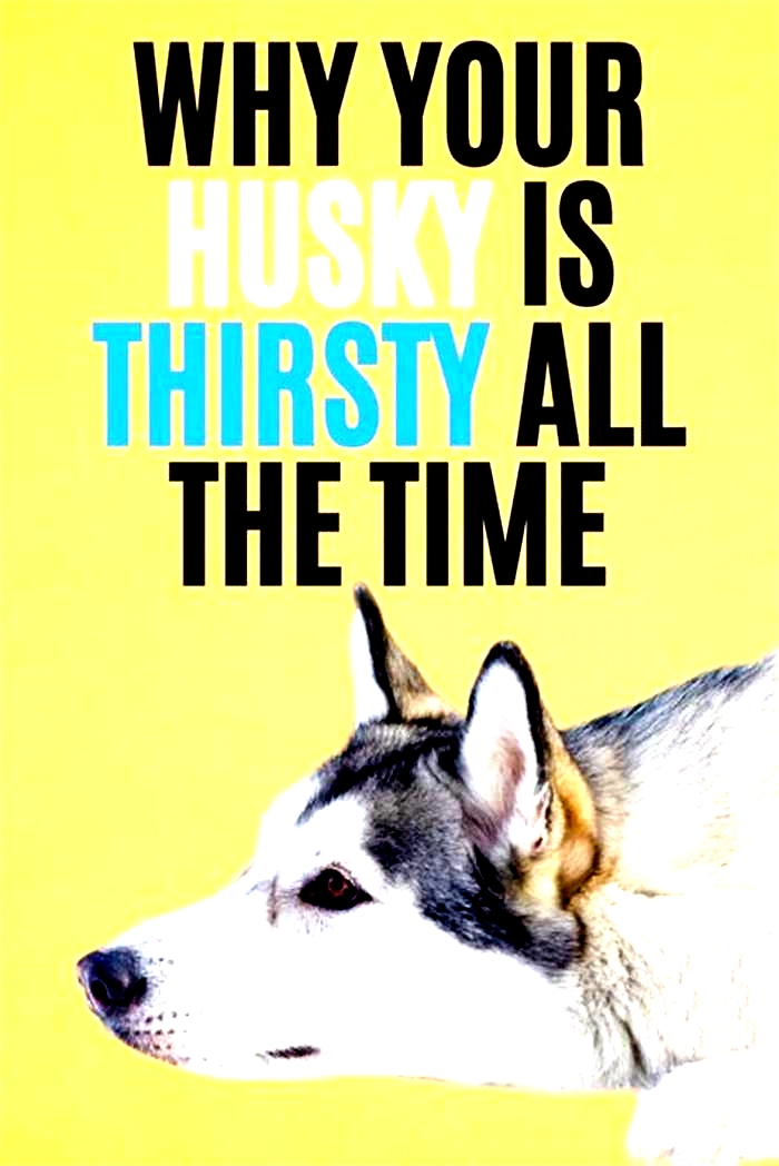 Why is my husky hungry all the time?