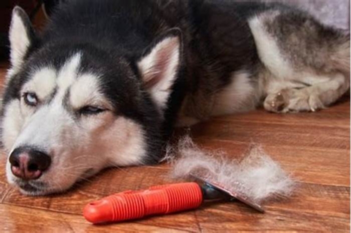 Why is my husky losing so much hair