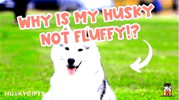 Why is my husky not fluffy?