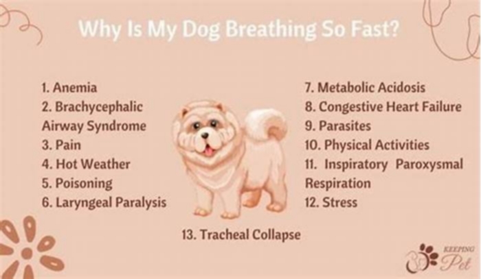 Why is my overweight dog breathing fast while sleeping?