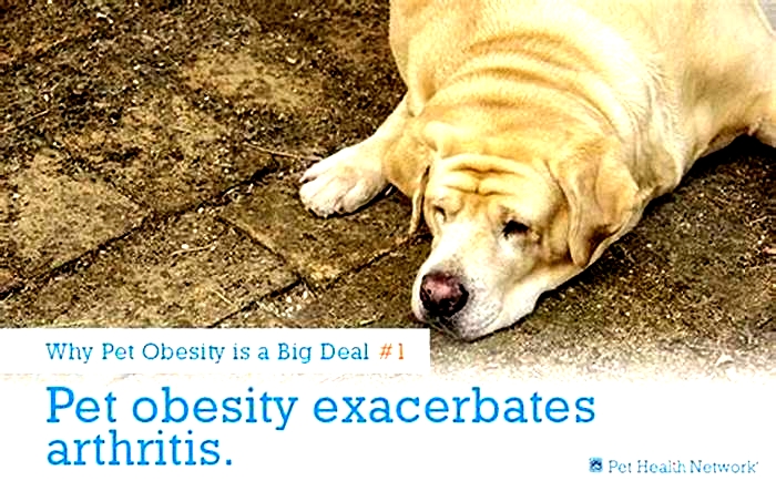 Why is obesity such a big problem in dogs