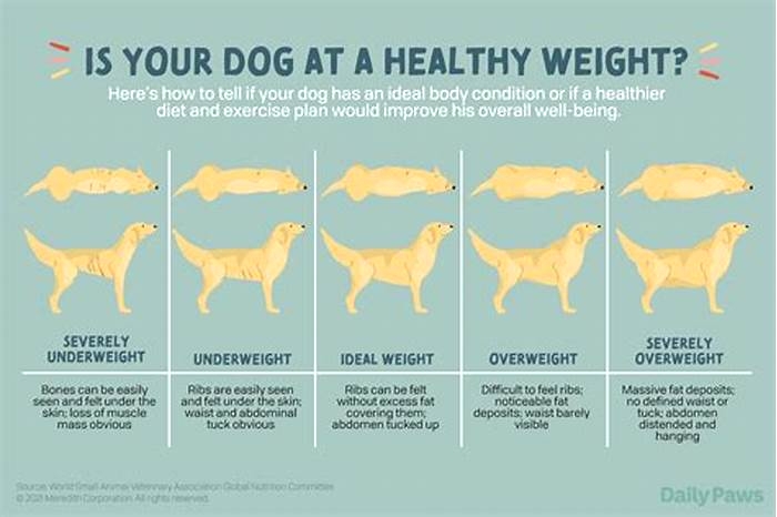 Why is weight loss good for pets?