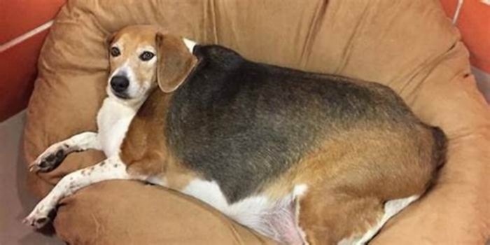 Will Beagles overeat