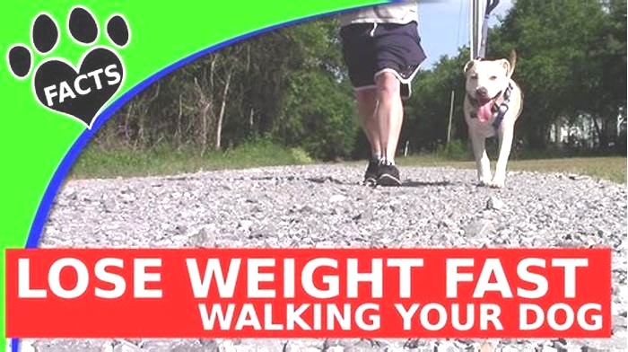 Will I lose weight if I walk my dog everyday