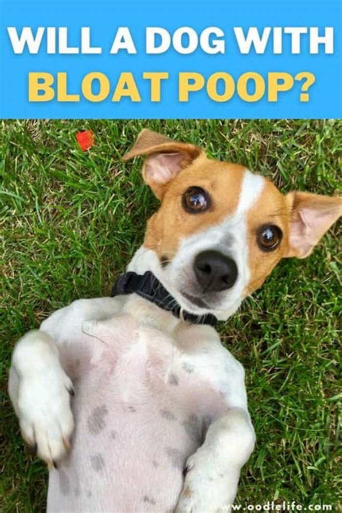 Will my dog poop if he has bloat